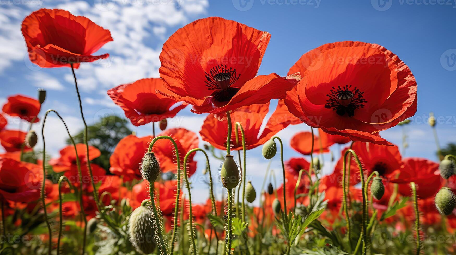 breeze red poppy photo