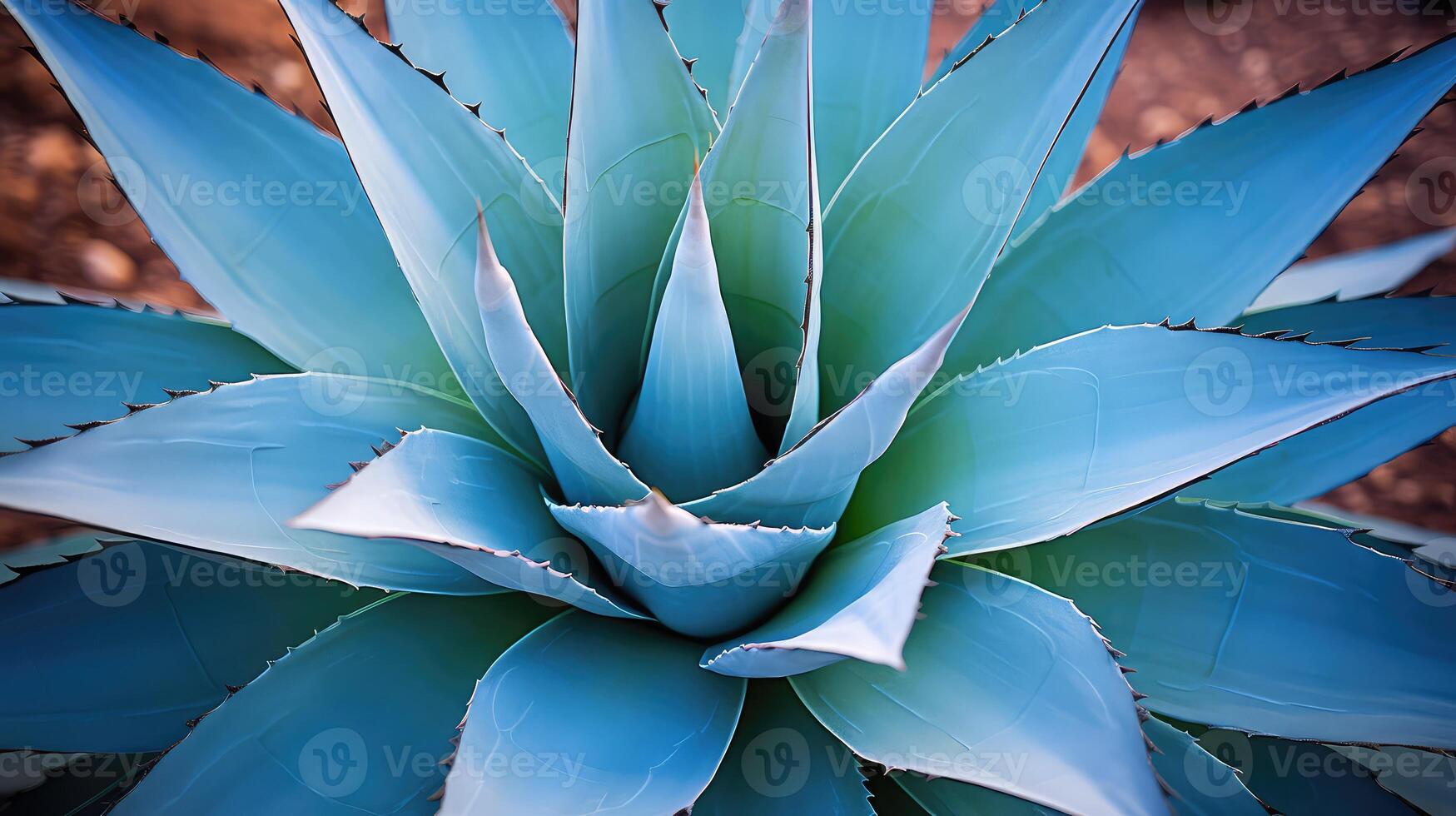 tequila blue agave plant photo