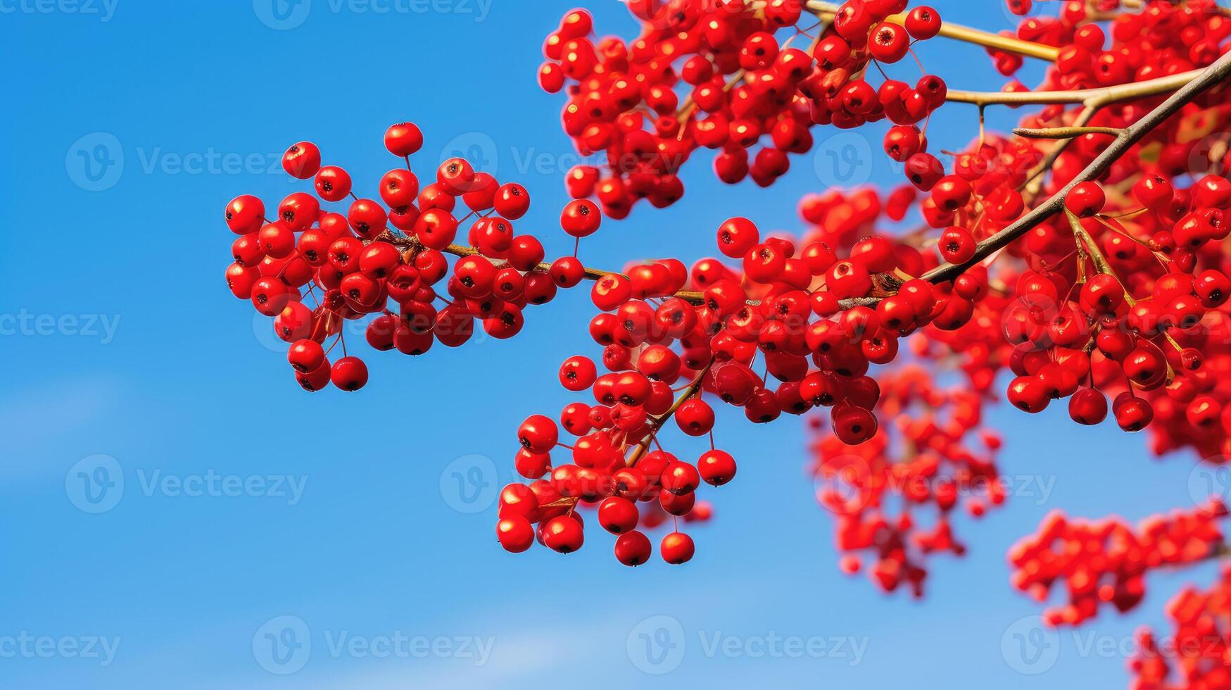 nature red berries photo