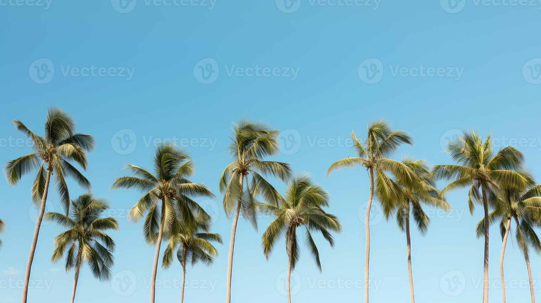 sky green palm trees photo