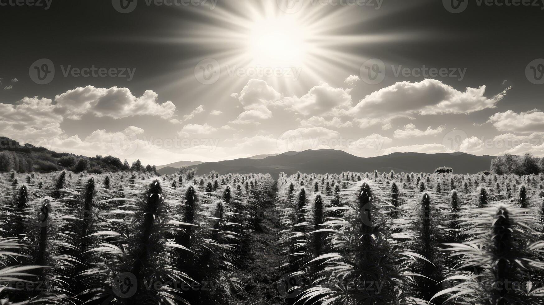 lscape cannabis black and white photo