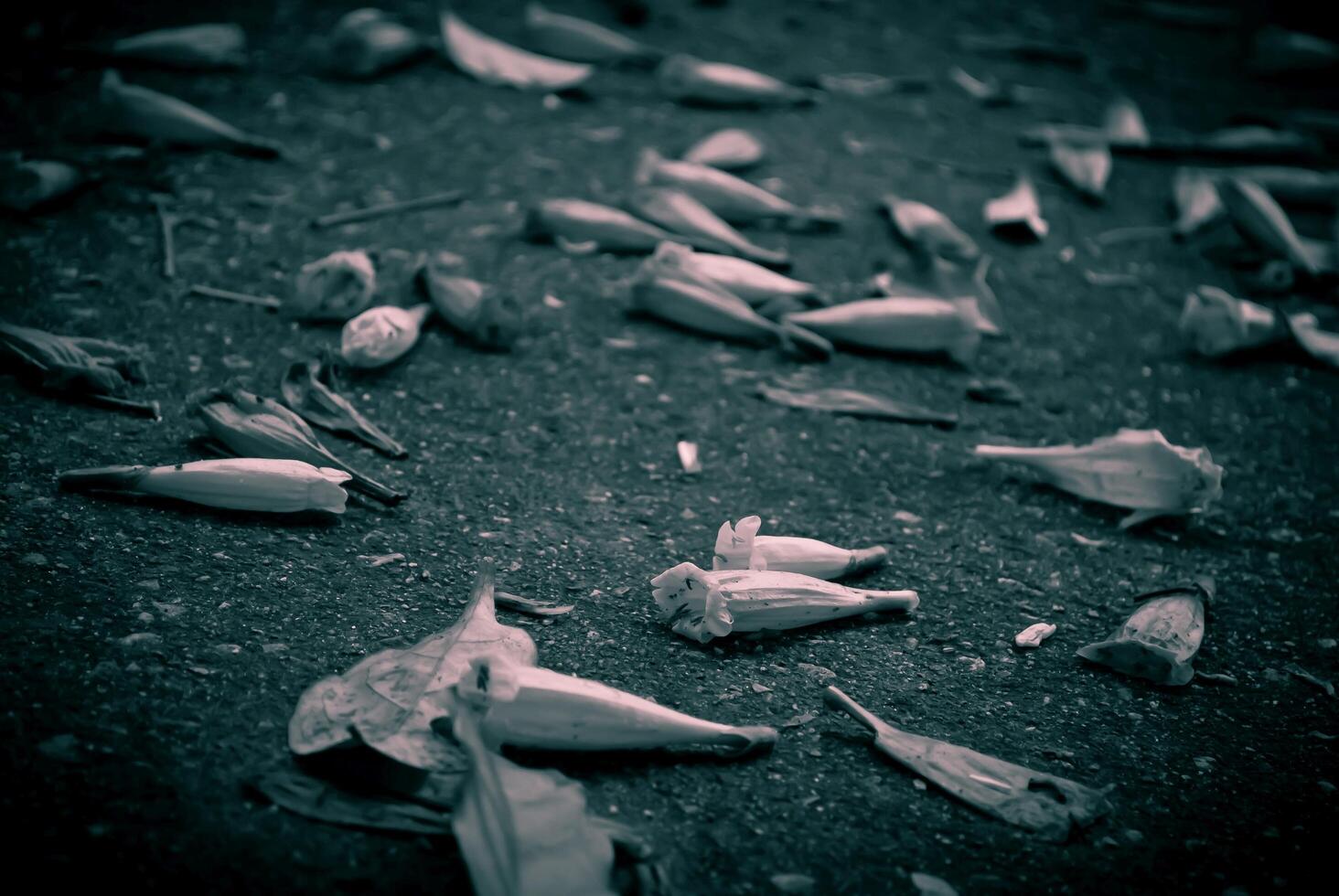 Flame flower on concrete background, black and wihte. photo