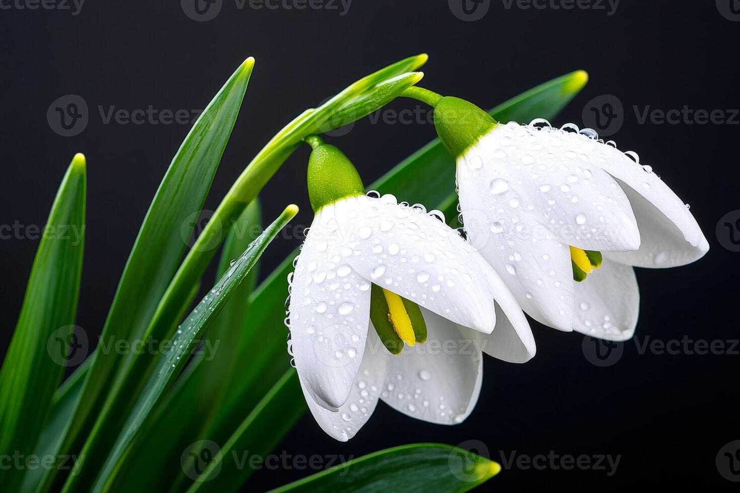 Two beautiful snowdrop flowers with water drops blooming on dark background photo