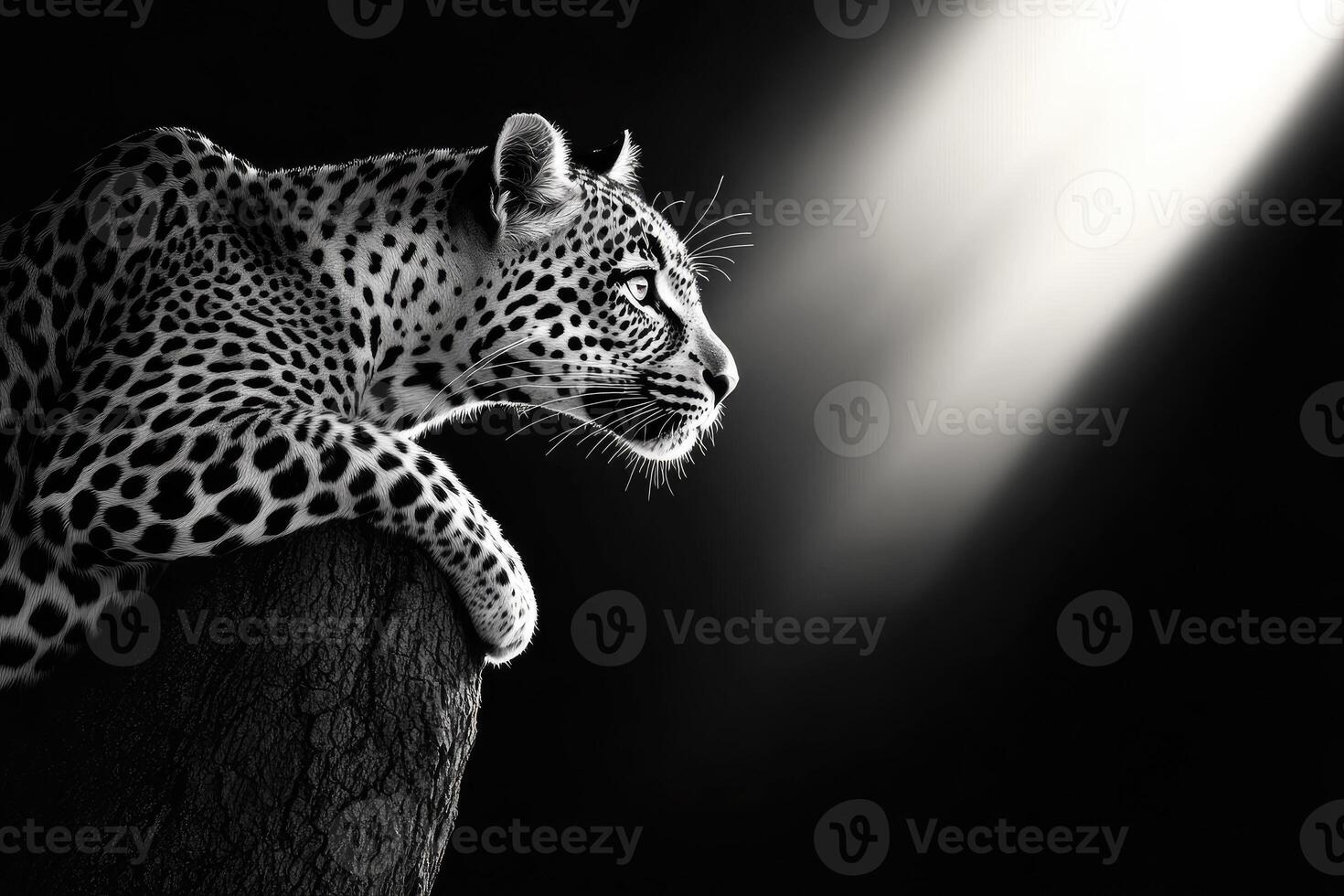 Majestic Leopard Resting Under Dramatic Spotlight photo