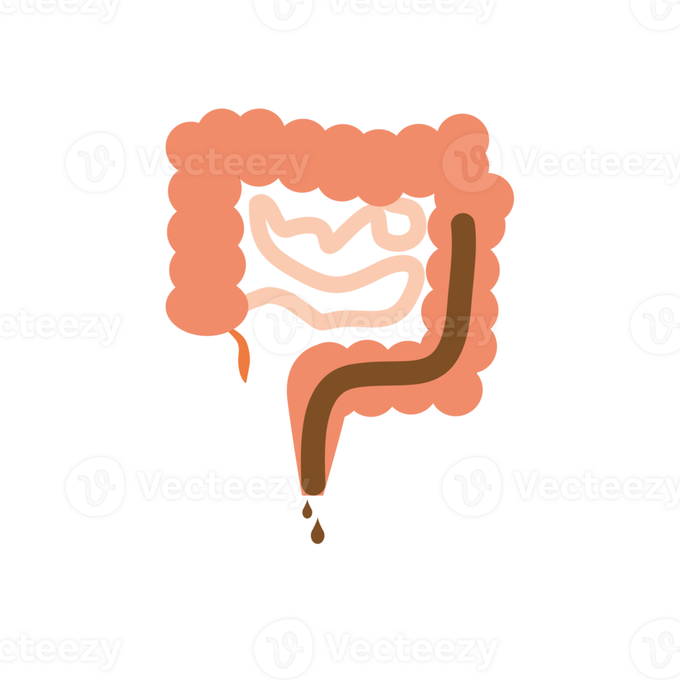 Intestines on a tranparent background. Diarrhea. png