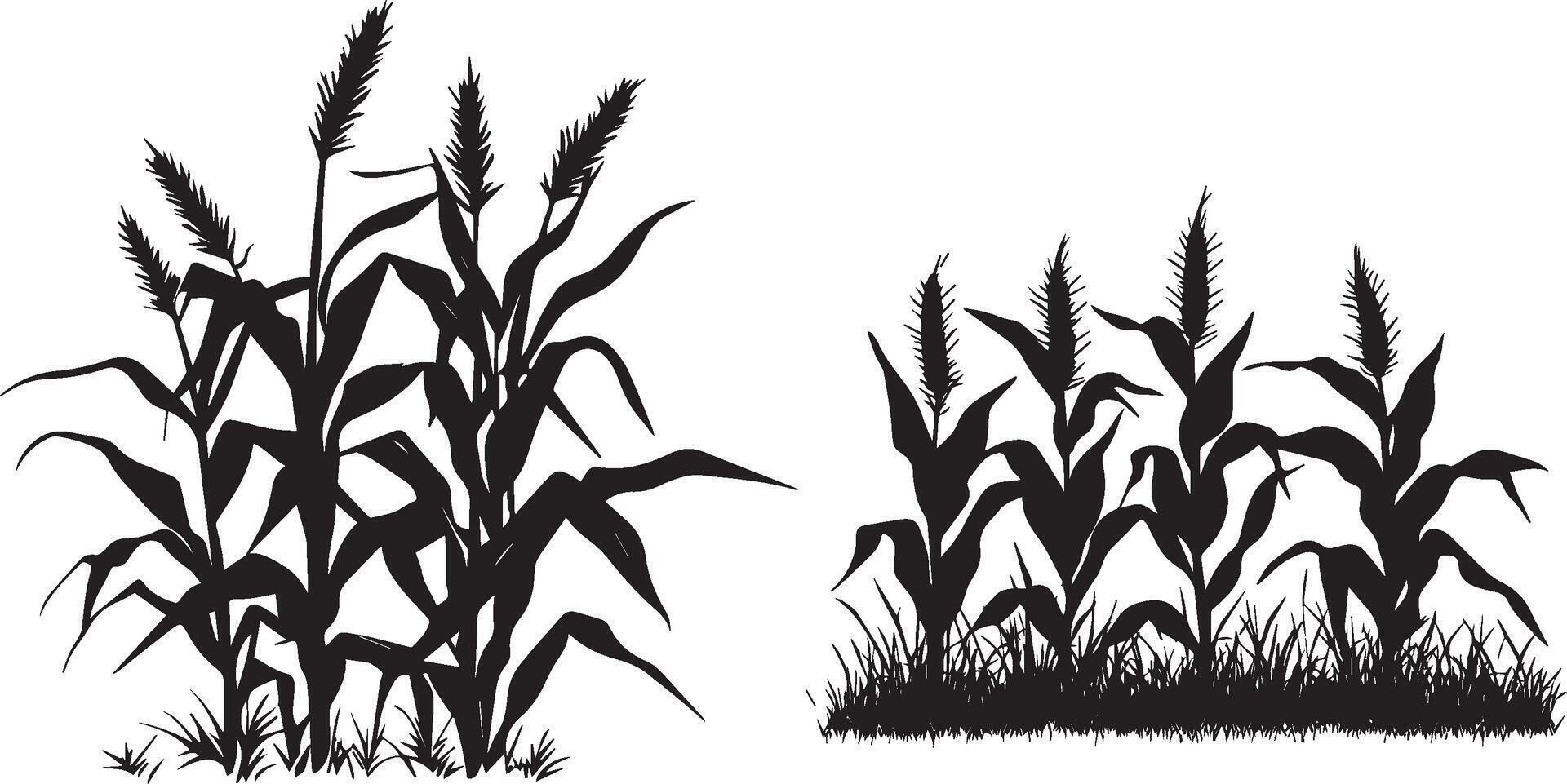 set of corn plants black and white vector
