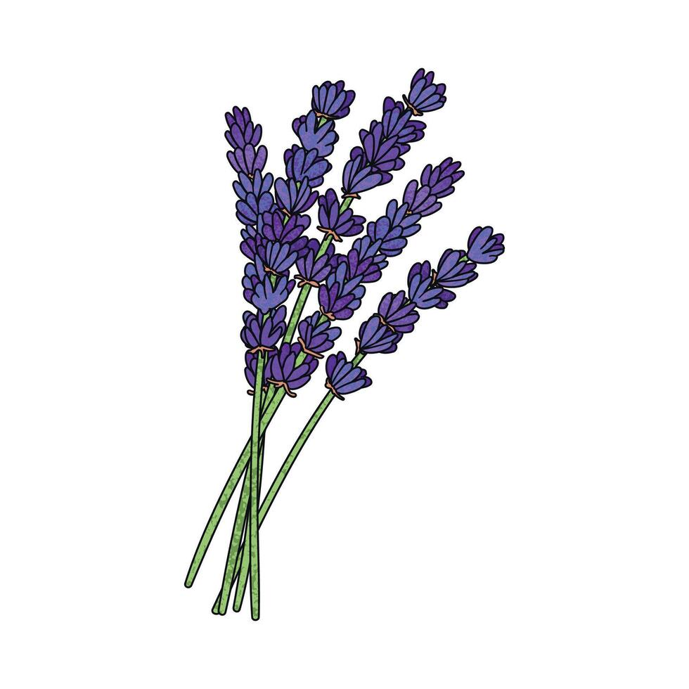 Colorful Illustration of Lavender Flowers Isolated on White Background vector