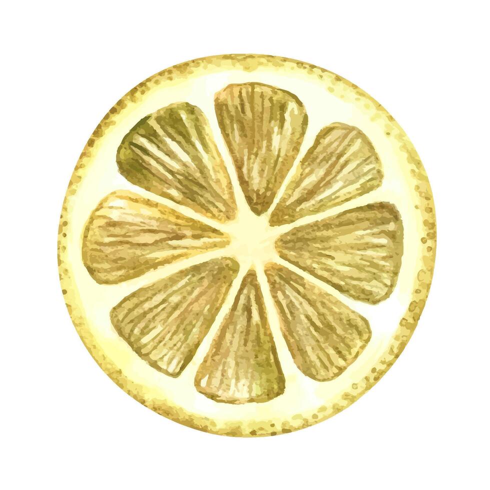 A slice of lemon. The illustration is done in watercolor by hand. A color image of a citrus fruit is highlighted on a white background. Perfect for menus, recipe books, packages, labels. vector