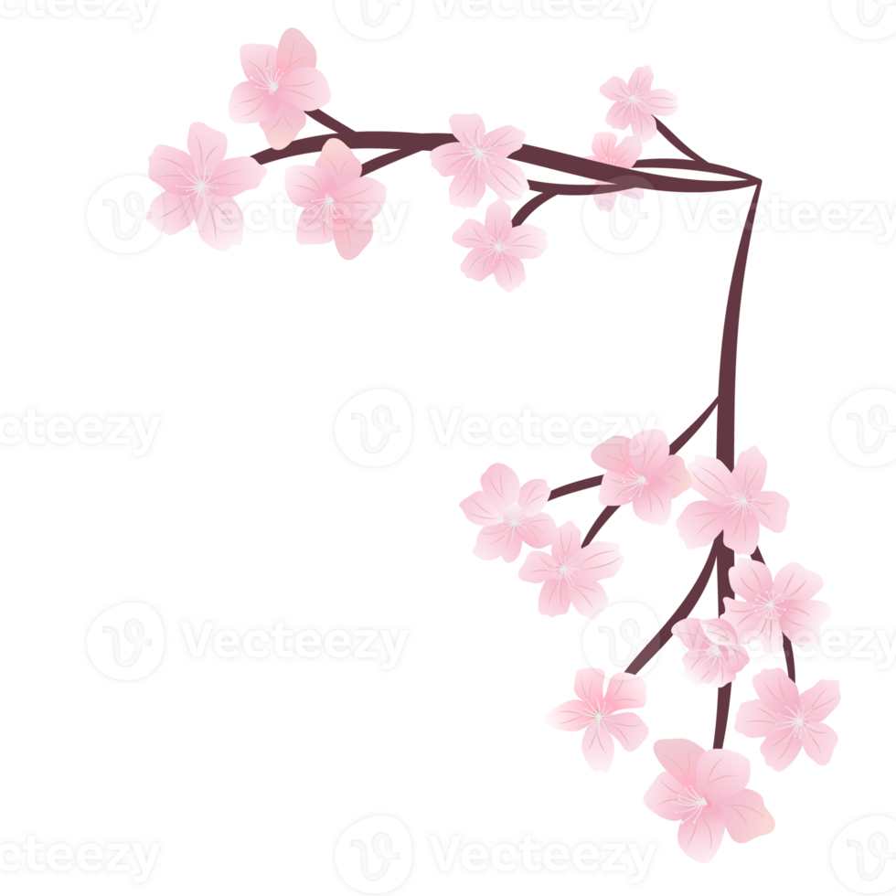 blossom sakura flower frame isolated on background png