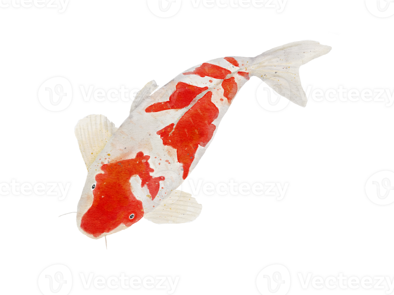 Koi carp fish by watercolor drawing on background png