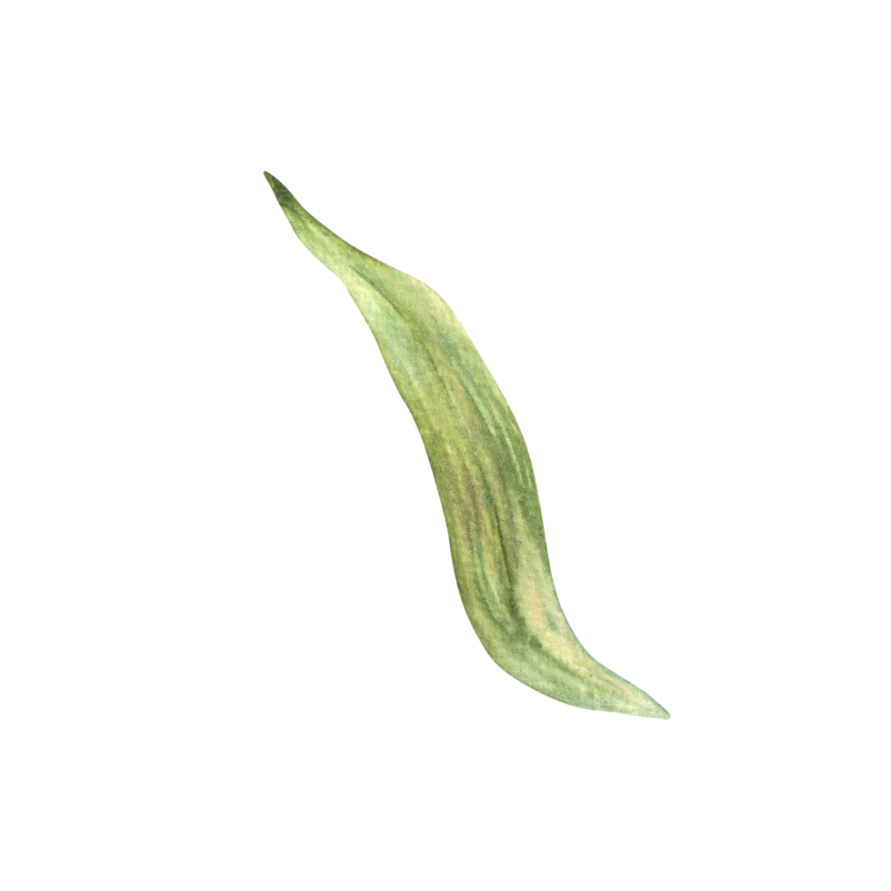 Corn plant green leaves or husks and fibers from the maize cob. Watercolor botanical elements set. Realistic Hand drawn illustration isolated from background. residues from harvesting of grain crops png
