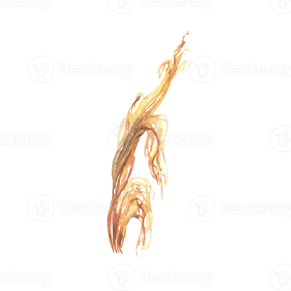 Corn plant leaves or husks and fiebers from the maize cob. Watercolor botanical elements set. Realistic Hand drawn illustration isolated from background. residues from harvesting of grain crops png
