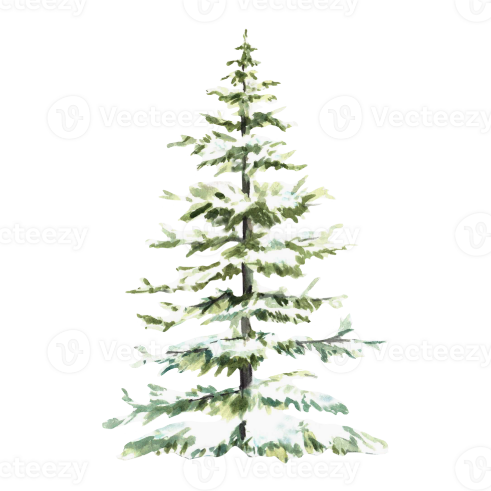 Christmas fir. Spruce tree snow covered. Hand painted Snowy winter watercolor illustration isolated element from background. Clipart for seasonal holiday design of Xmas card, poster, label, pattern. png