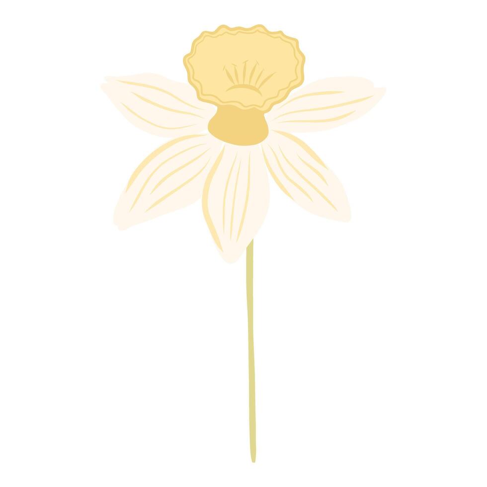 Daffodil flower or narcissus illustration vector