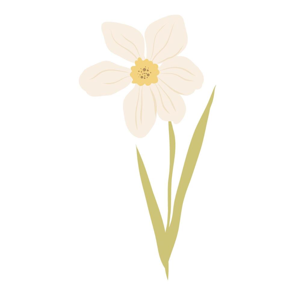 Daffodil flower or narcissus illustration, Blooming spring flower vector