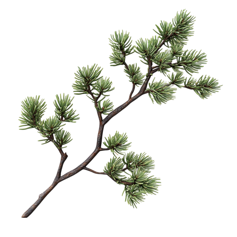 Pine Tree Branch png