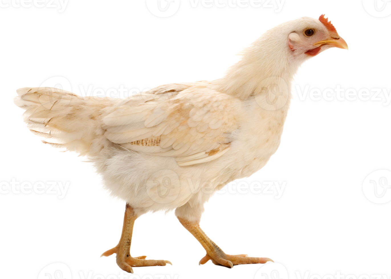 White chicken standing on a transparent background png