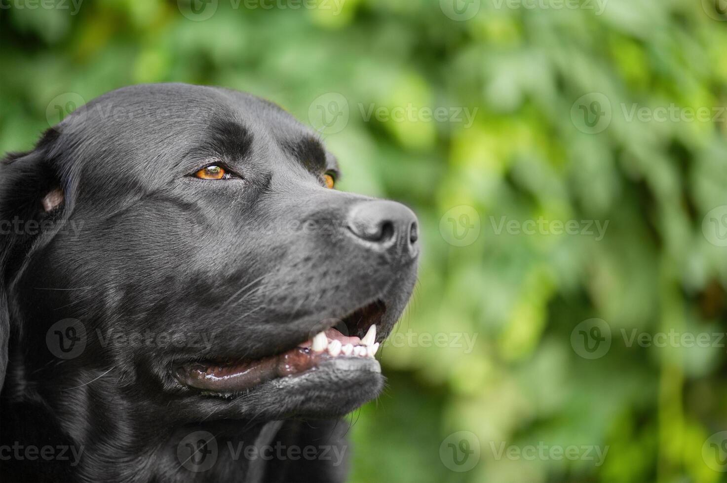 A black Labrador Retriever dog on a green background. photo
