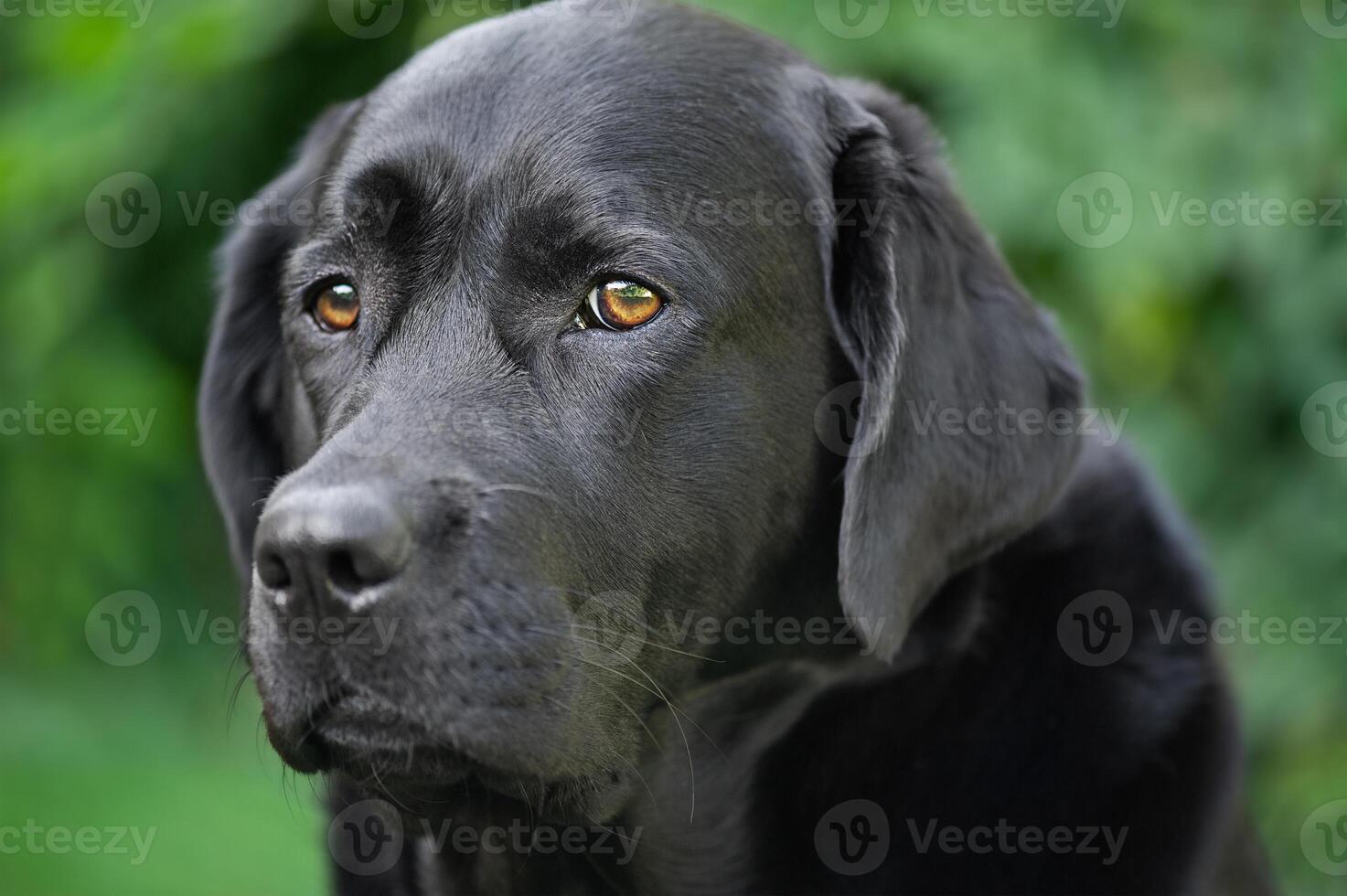 Black Labrador Retriever. photo