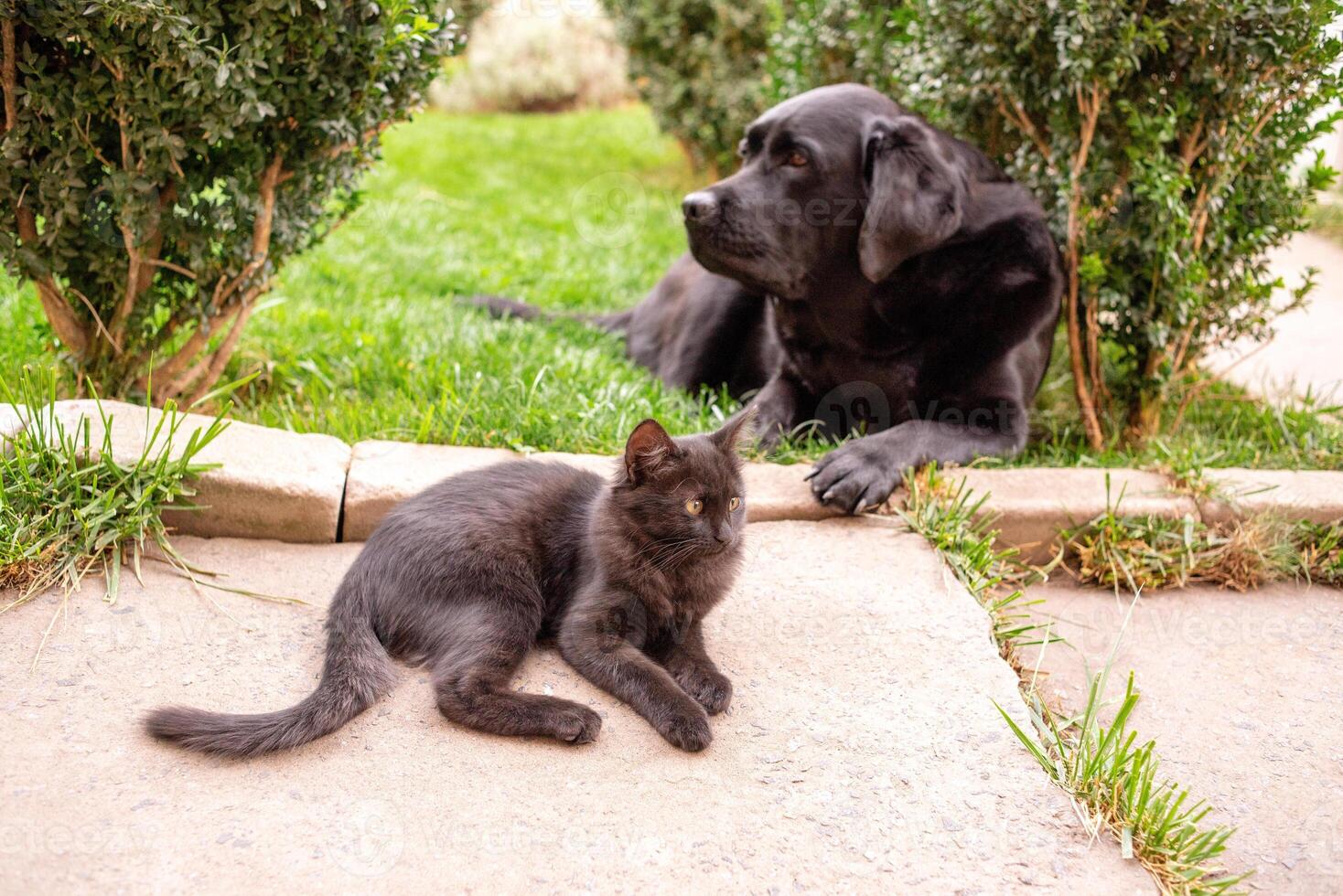 Black kitten in focus and Labrador Retriever dog in defocus in the background outdoors. photo