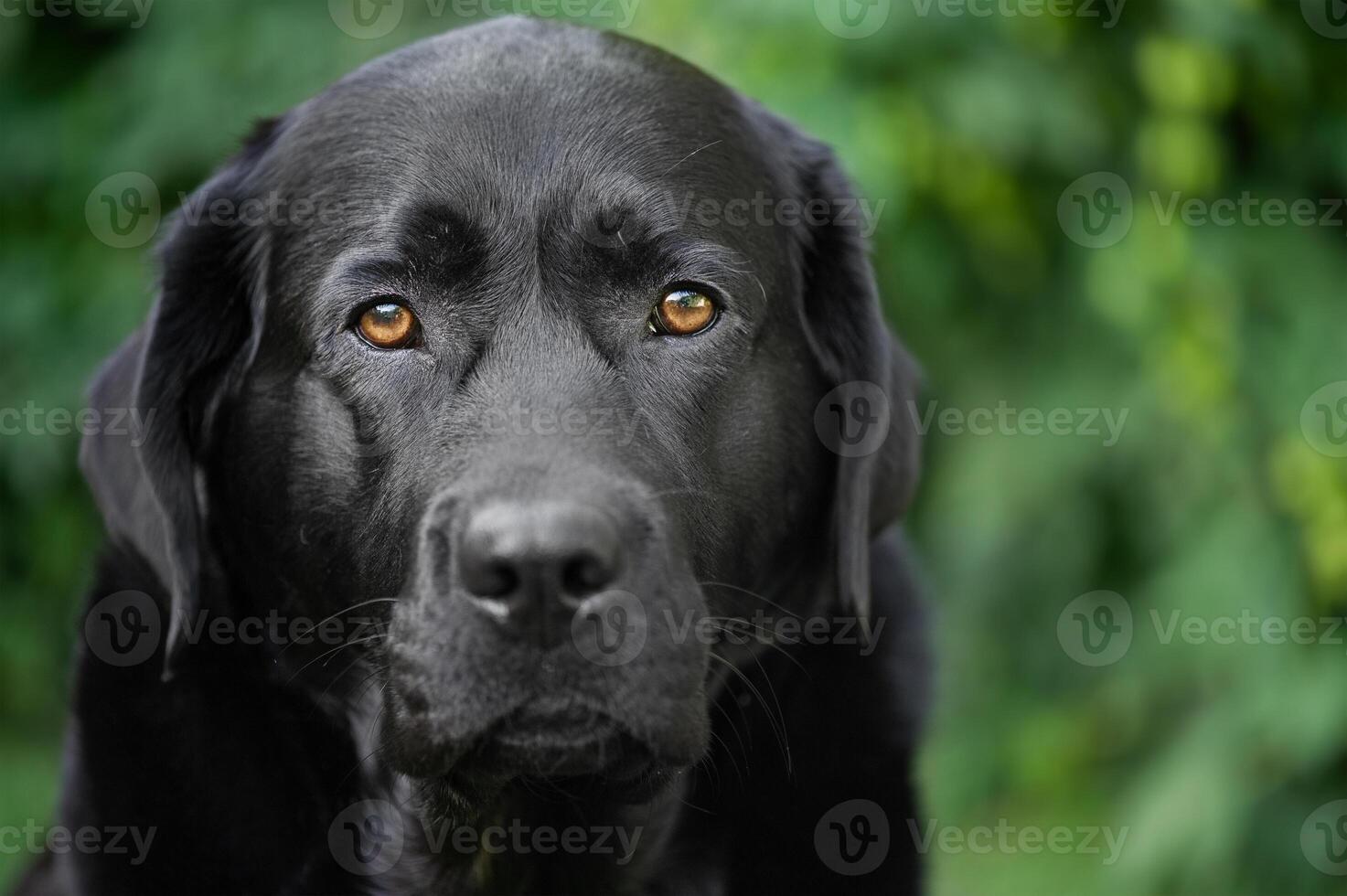 Black purebred dog on a background of blurred leaves of a bush. Labrador Retriever portrait. photo