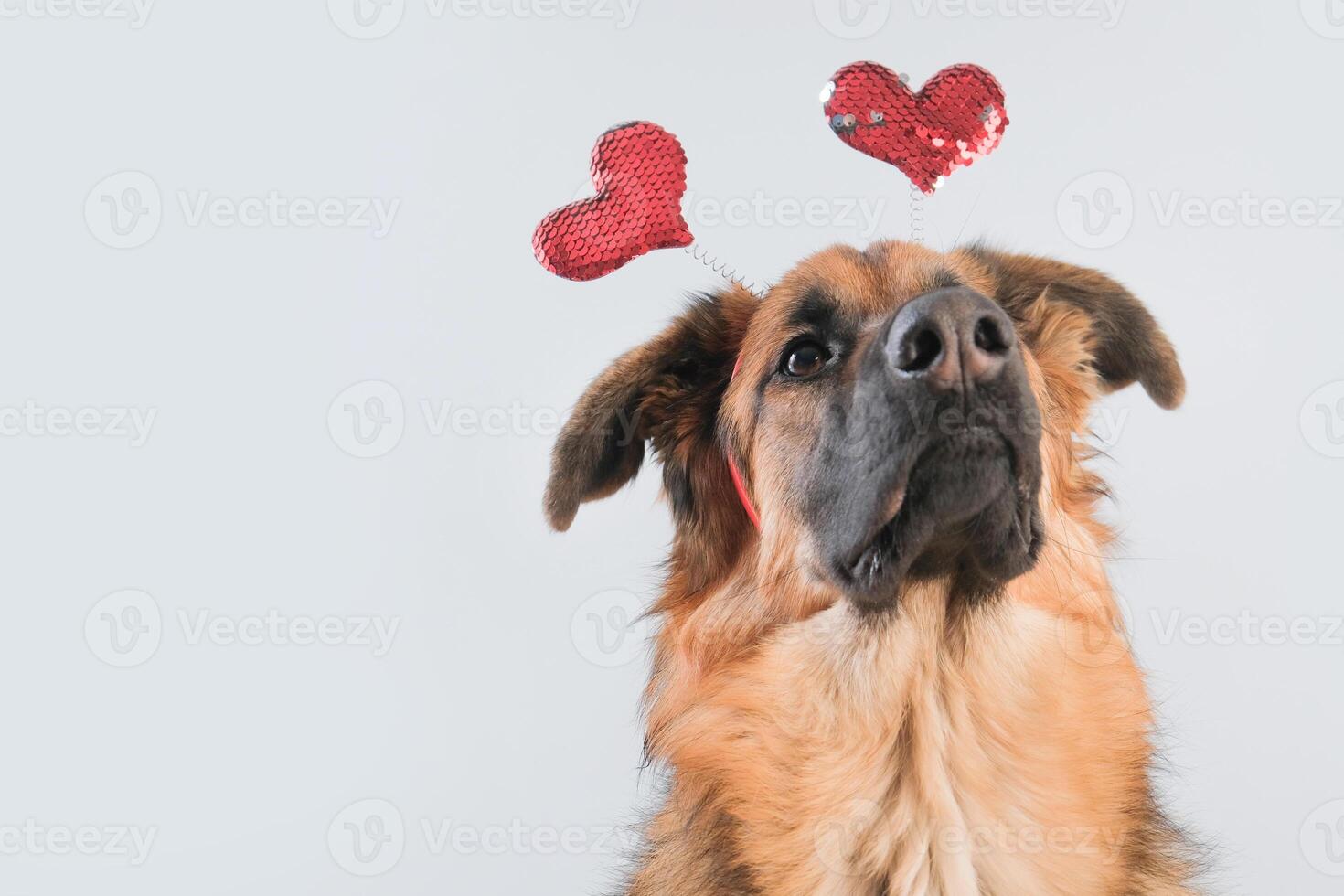 funny German Shepherd puppy dog with heart shaped hat on gray background. photo