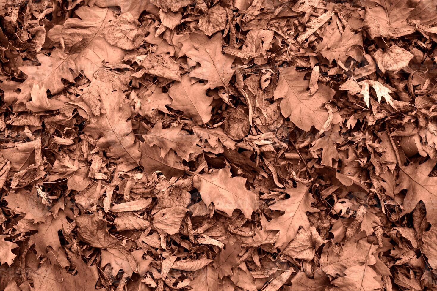 Mocha Mousse - color of the year 2025. autumn leaves texture, top viw flat lay photo
