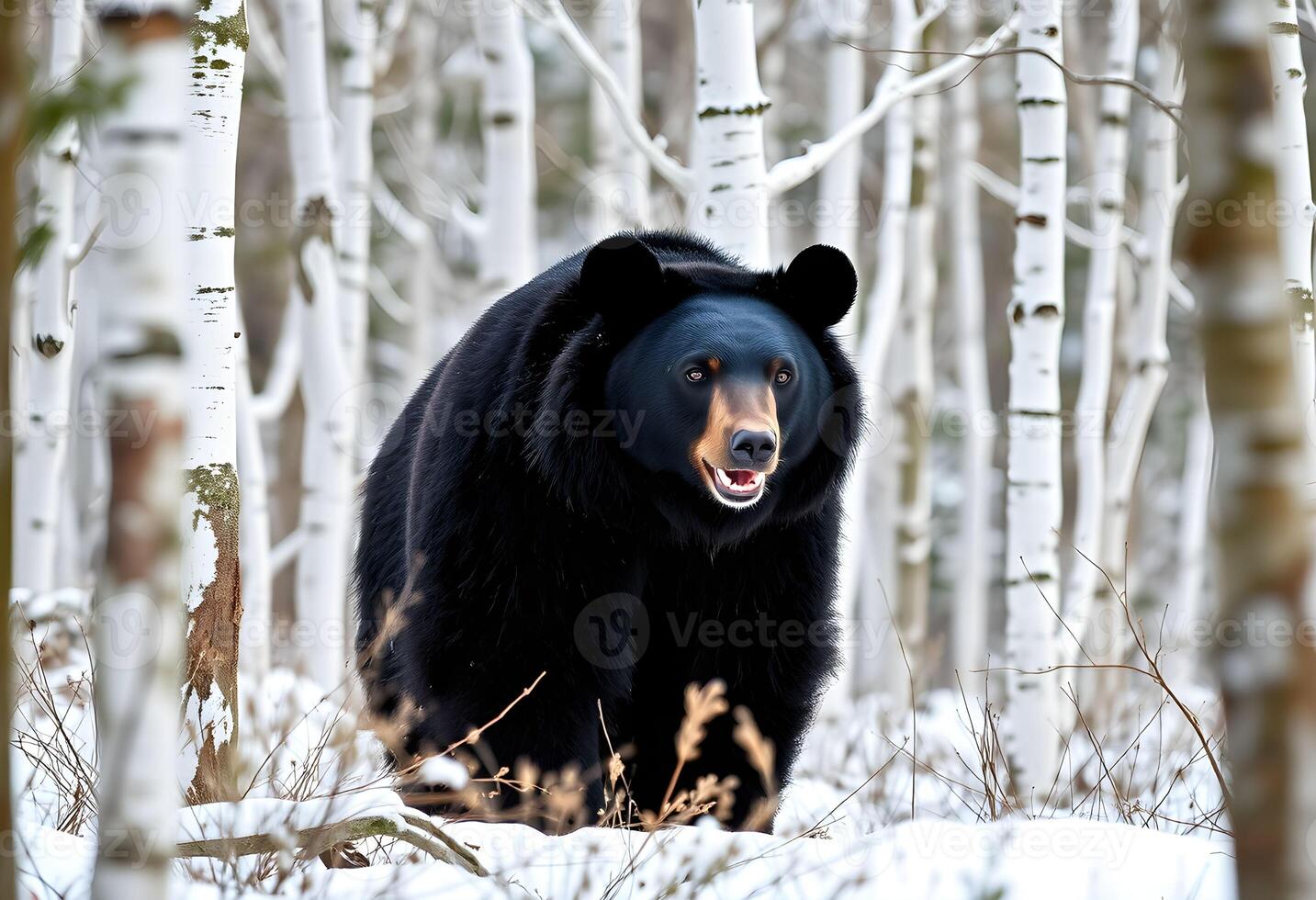 A black bear walking through a snowy forest photo