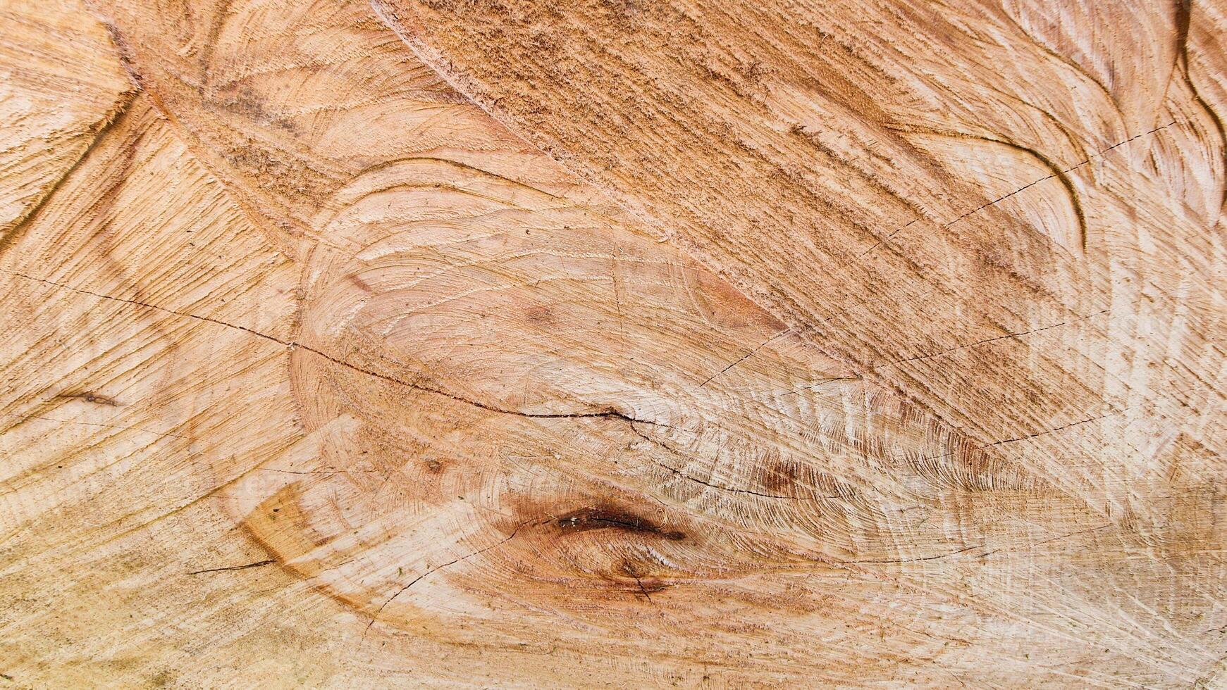 Close Up of Cut Tree Wood with Natural Rings and Cracks backround textures photo