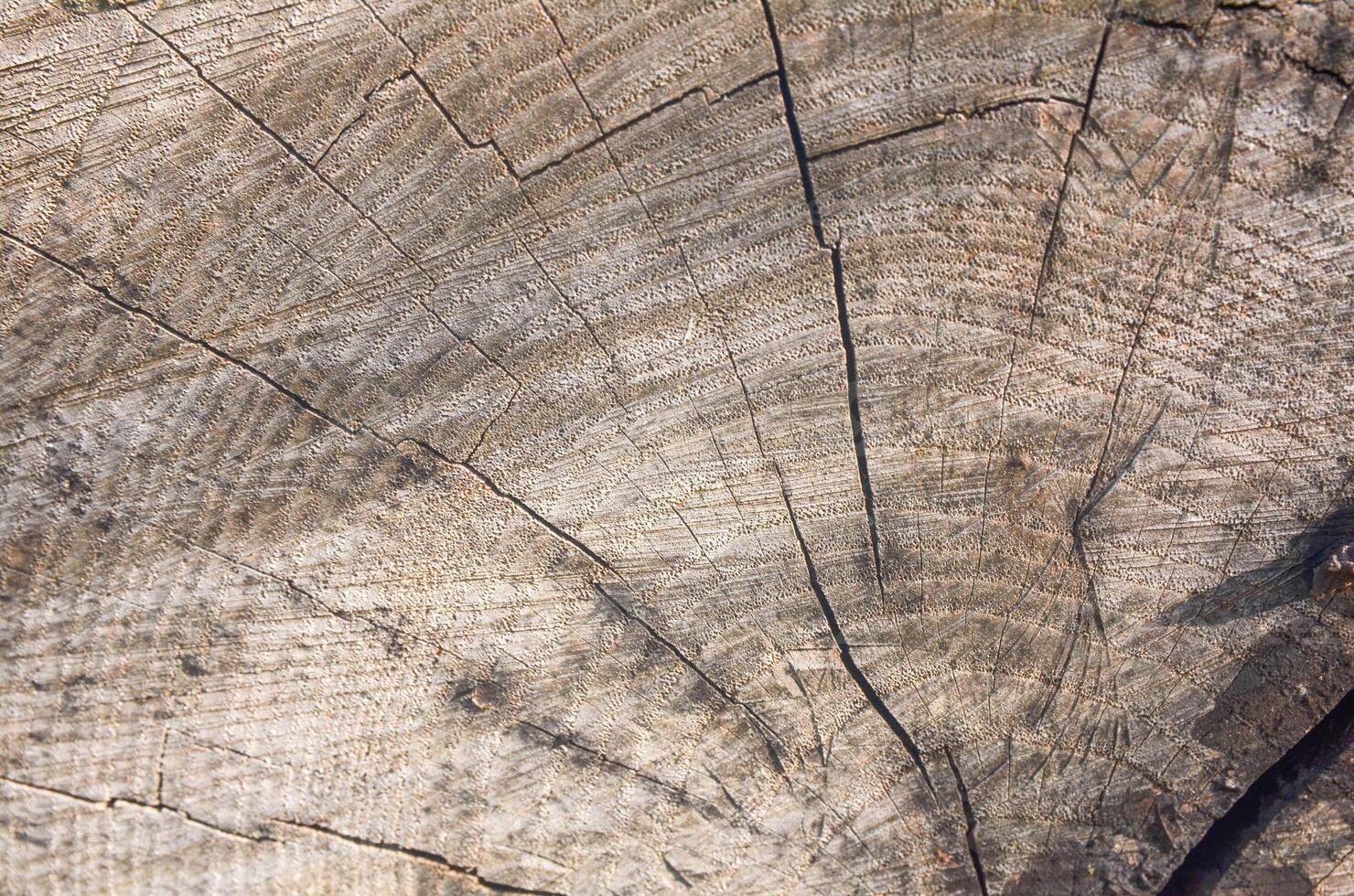 Rustic Wooden Texture with Growth Rings and Cracked Surface pefrect for background texture photo