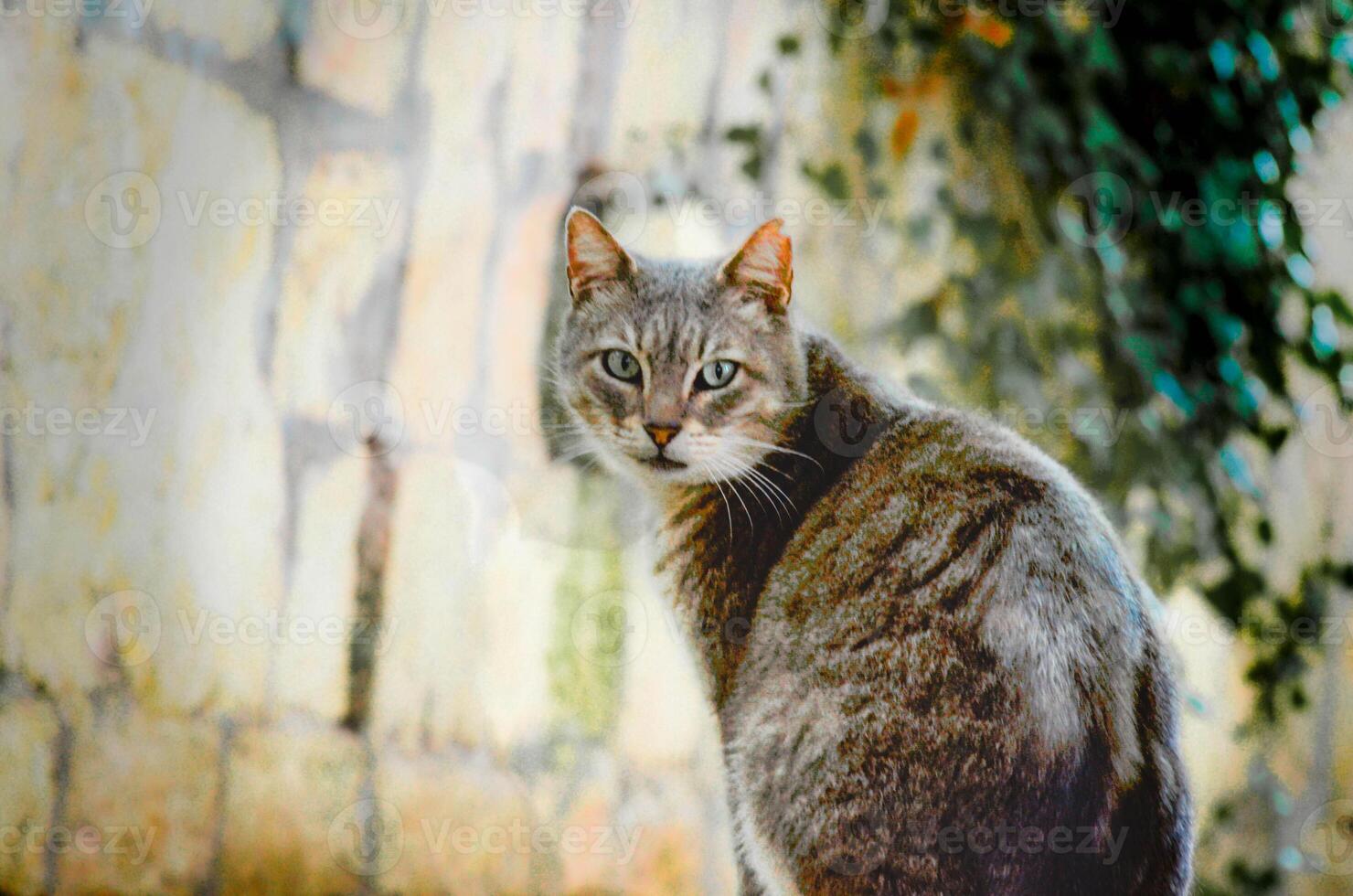 Grey Cat with Striking Green Eyes Outdoors siiting and looking photo