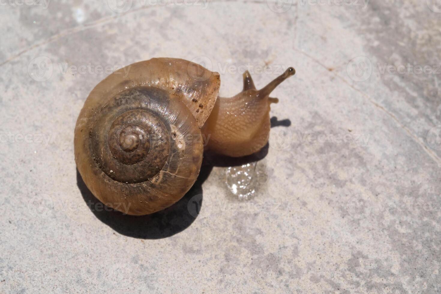 A small slimy snail with a spiral shell. A gastropod mollusk animal walks along a cement wall under the hot sunlight. Snail isolated on wall backgrounds. Negative Space photo