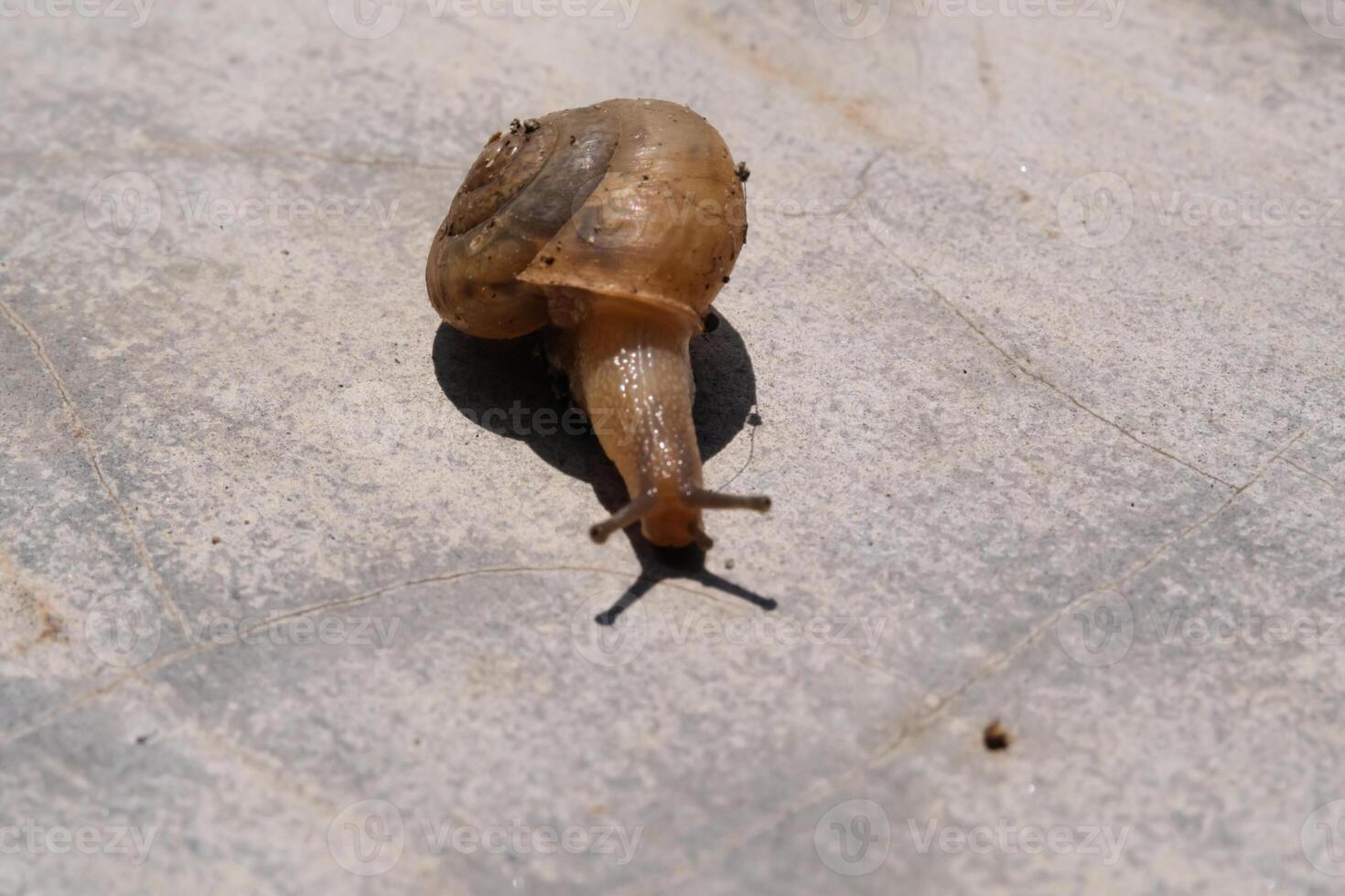 Macro shot of a small slimy snail with a spiral shell. A gastropod mollusk animal walks along a cement wall under the hot sunlight. Snail isolated on wall backgrounds. Negative Space photo