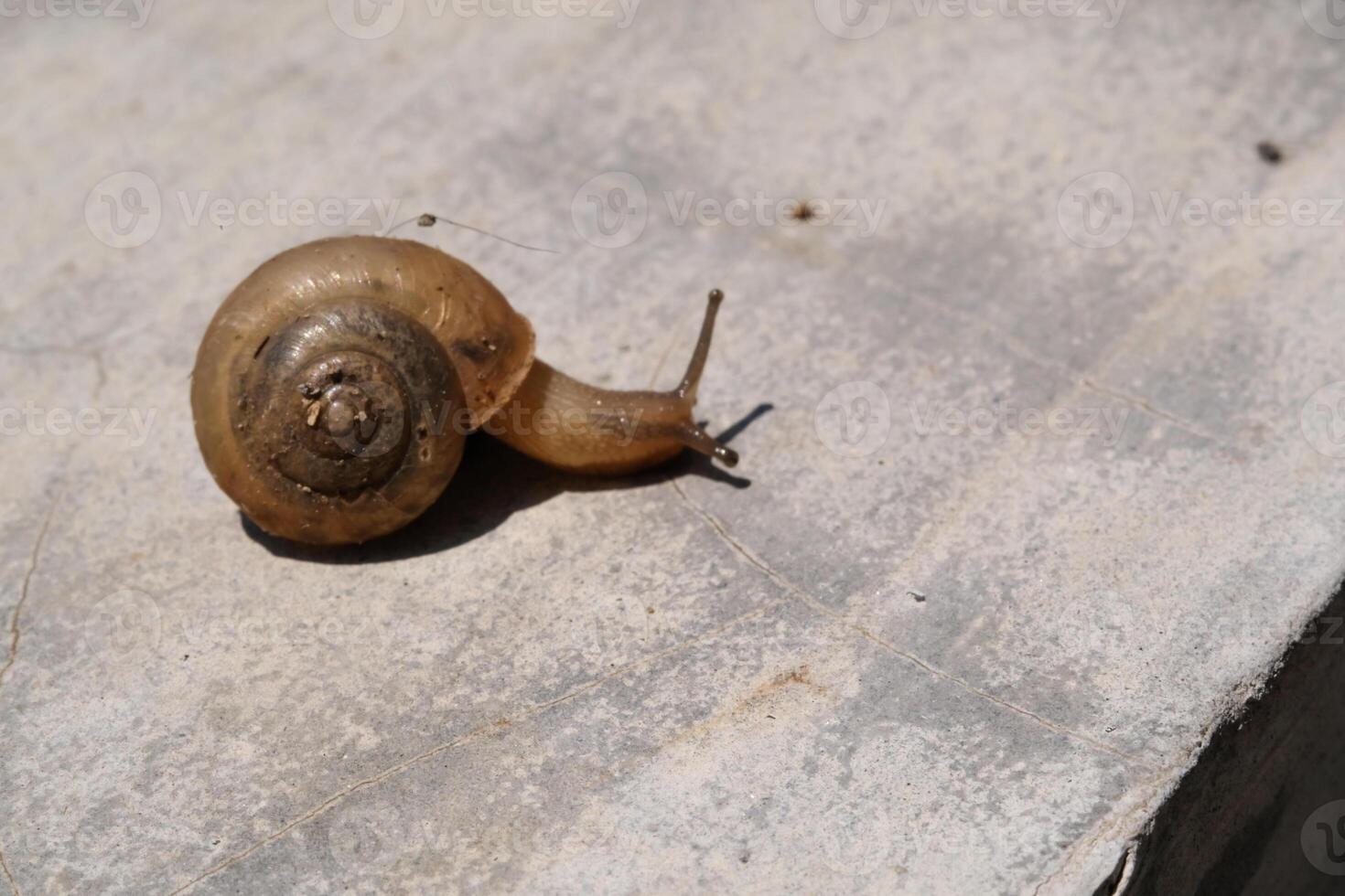 Small slimy snail with a spiral shell. A gastropod mollusk animal walks along a cement wall under the hot sunlight. Snail isolated on wall backgrounds. Negative Space photo
