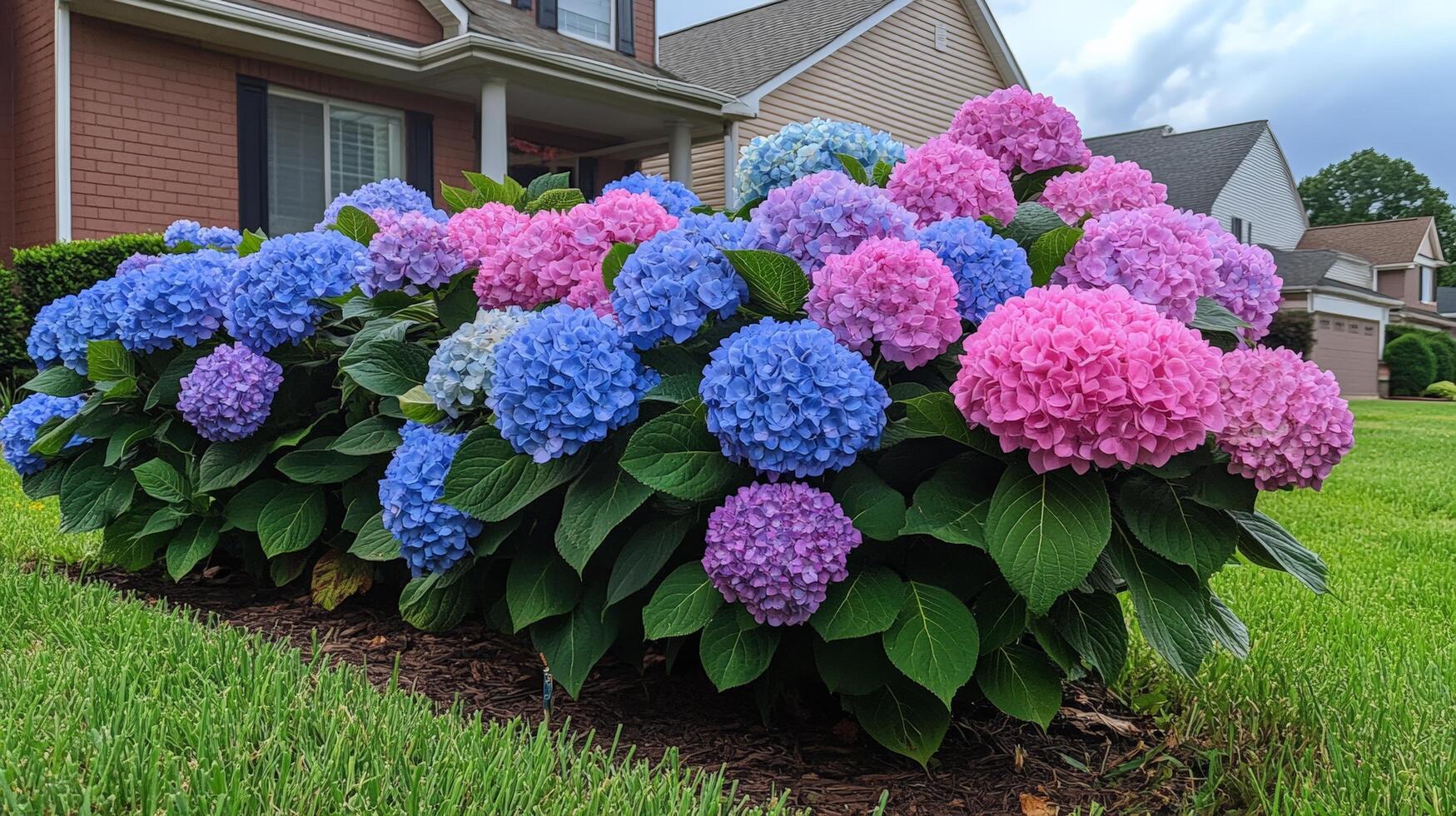 A large group of blue and pink flowers in front of a house photo