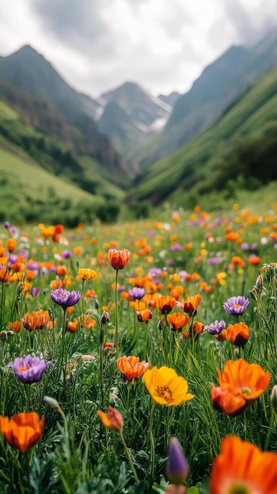 A field of colorful flowers in the mountains photo