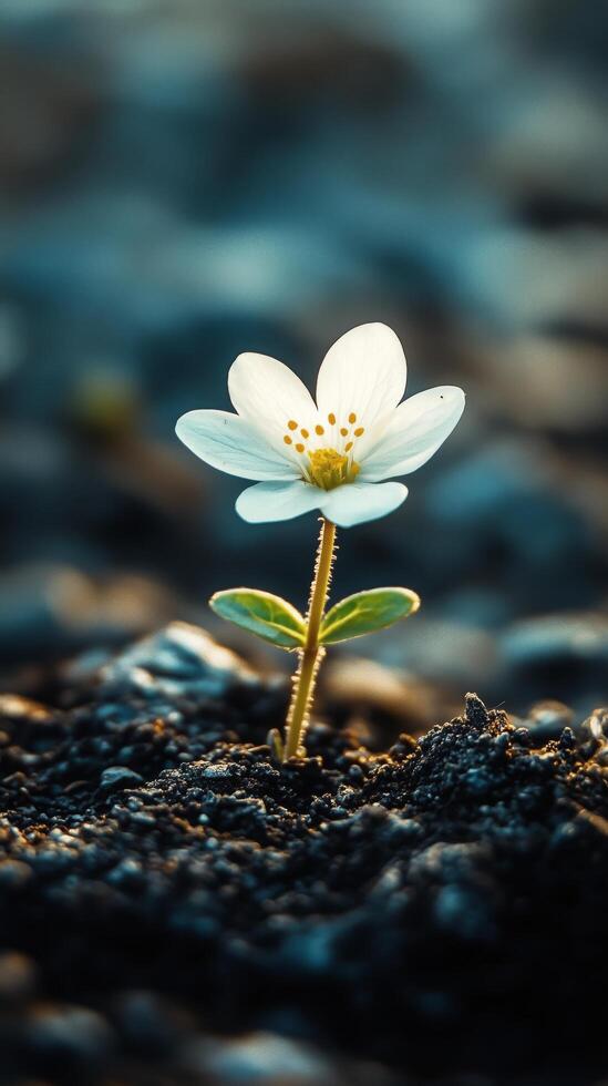 A single white flower growing out of the ground photo