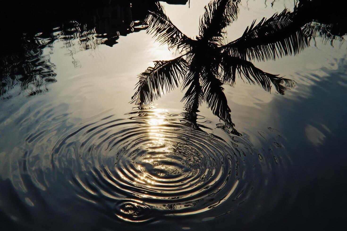 A palm tree is reflected in the water photo