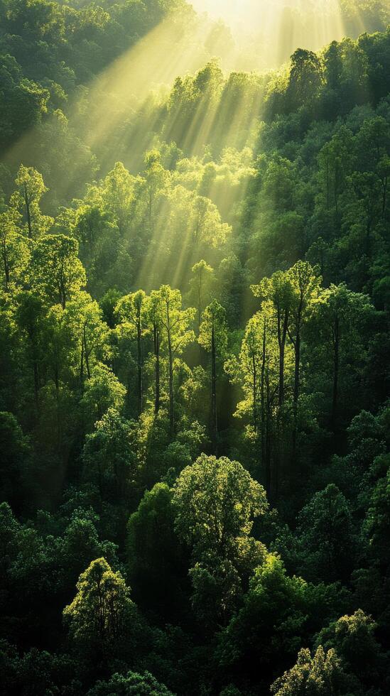 Sunbeams shine through the trees in a forest photo