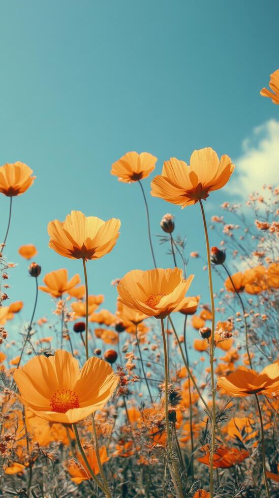 Orange cosmos flowers in a field with blue sky photo
