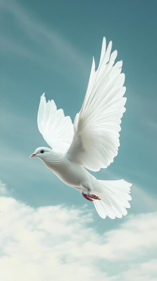 White dove flying in the sky photo