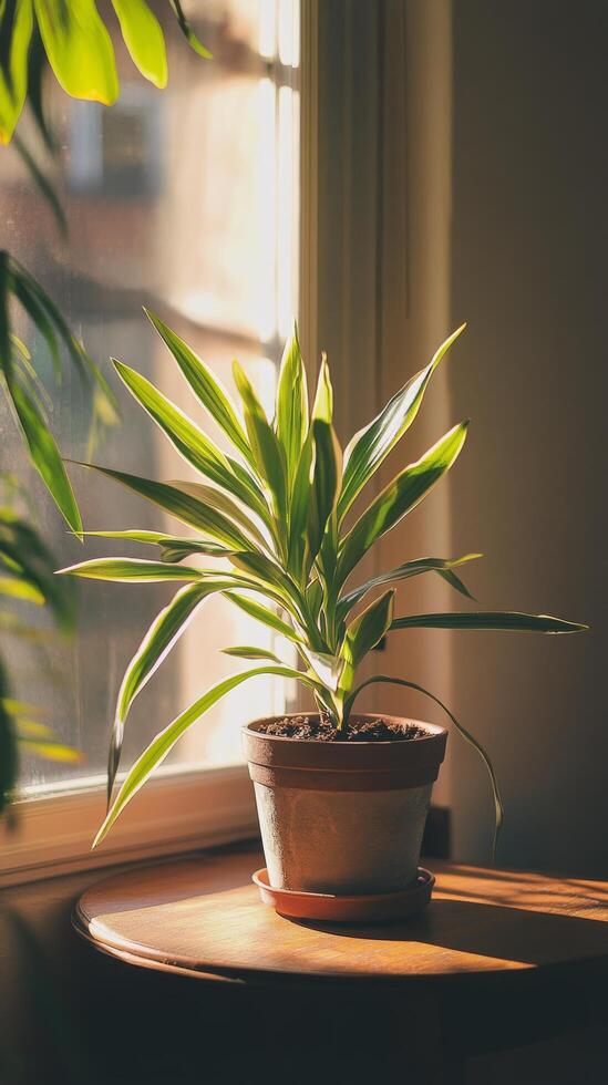 A potted plant sits on a table near a window photo