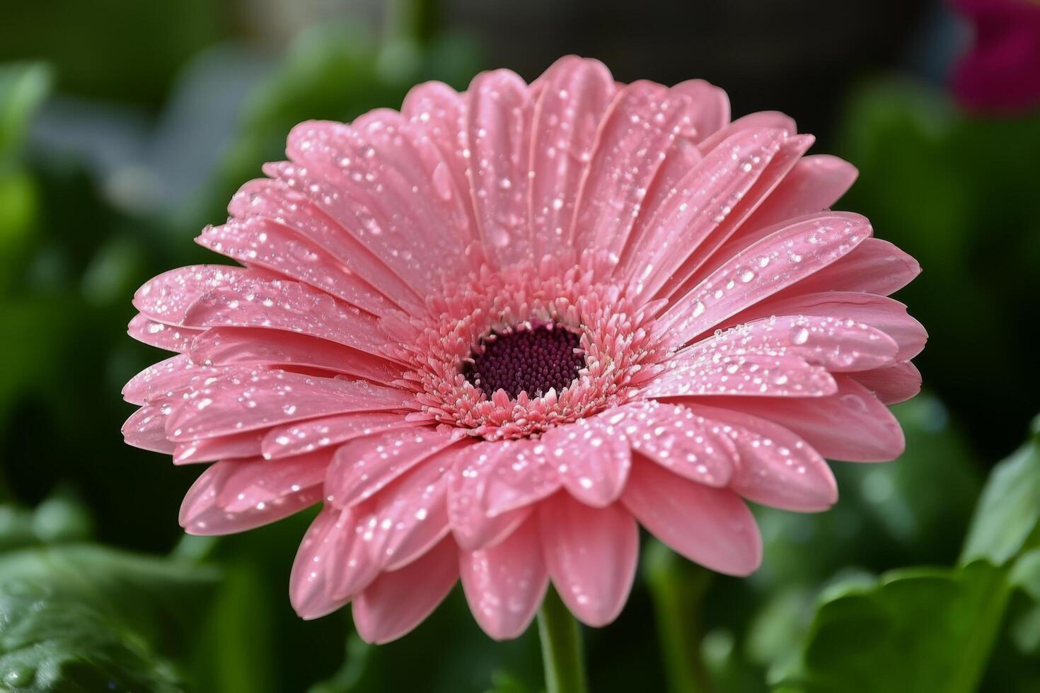 A pink gerbera flower with water droplets on it photo