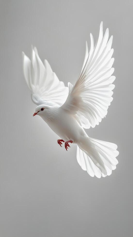 White dove flying in the air on a gray background photo