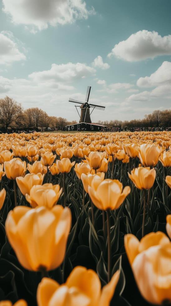 Yellow tulips in a field with a windmill photo