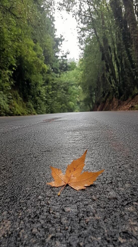 A lone leaf sits on the side of a road photo