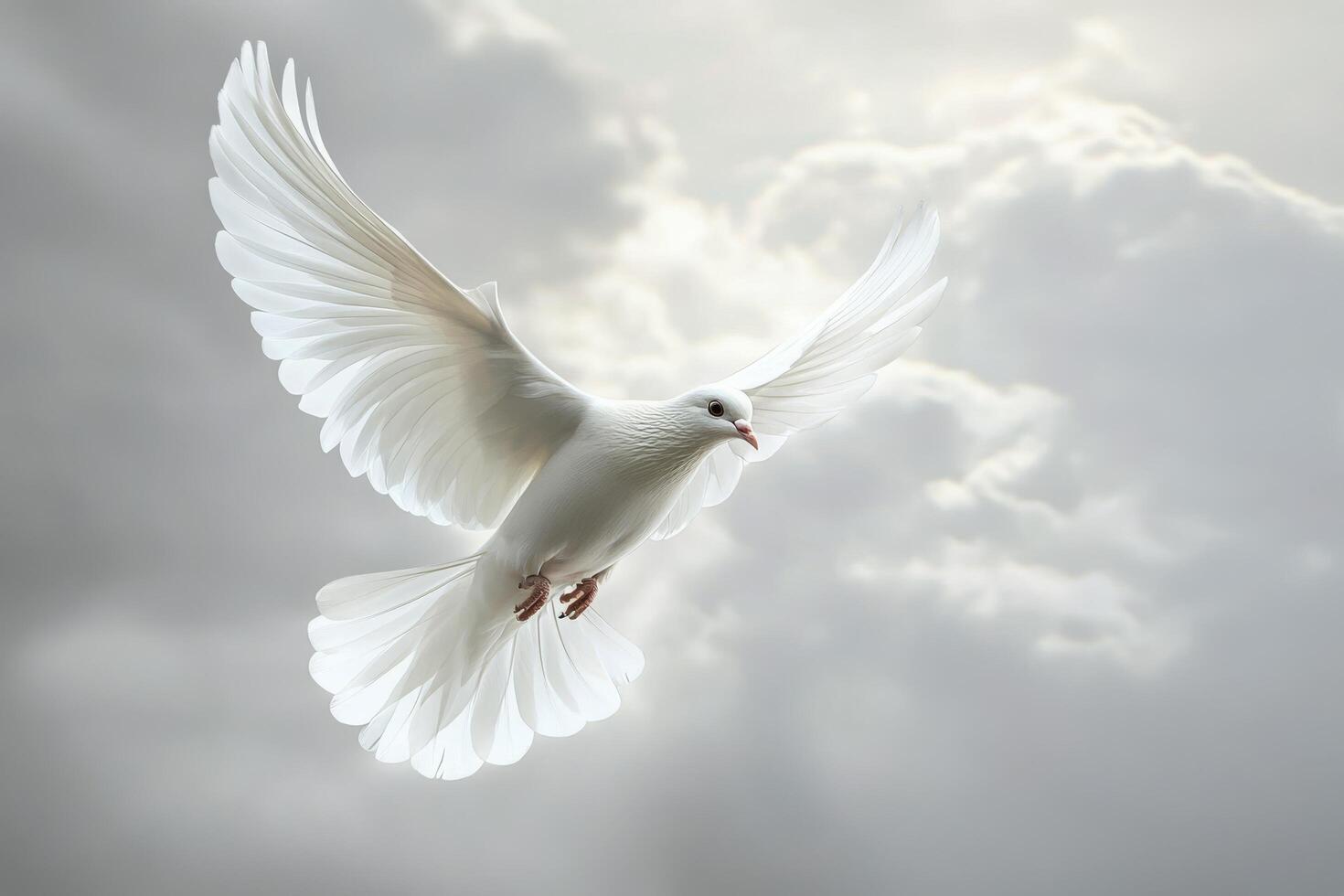 White dove flying in the sky with clouds photo