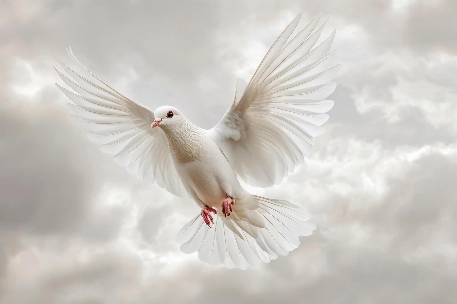 A white dove flying in the sky with its wings spread photo