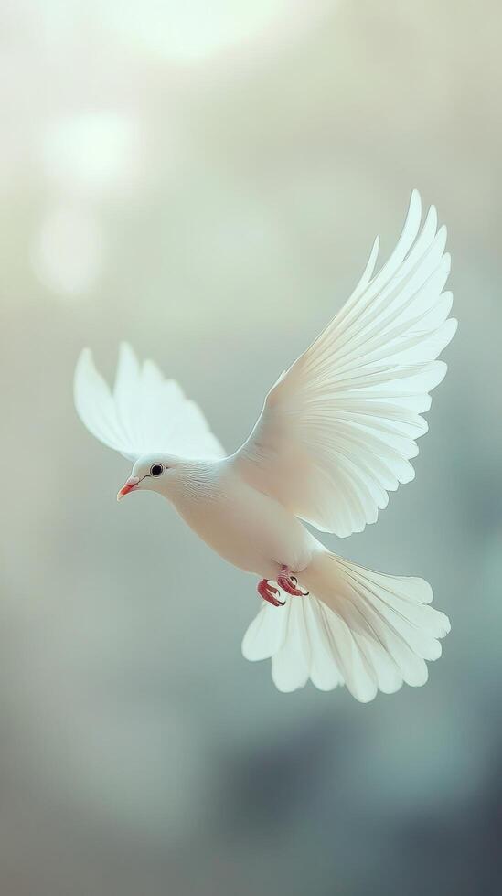 White dove flying in the sky photo