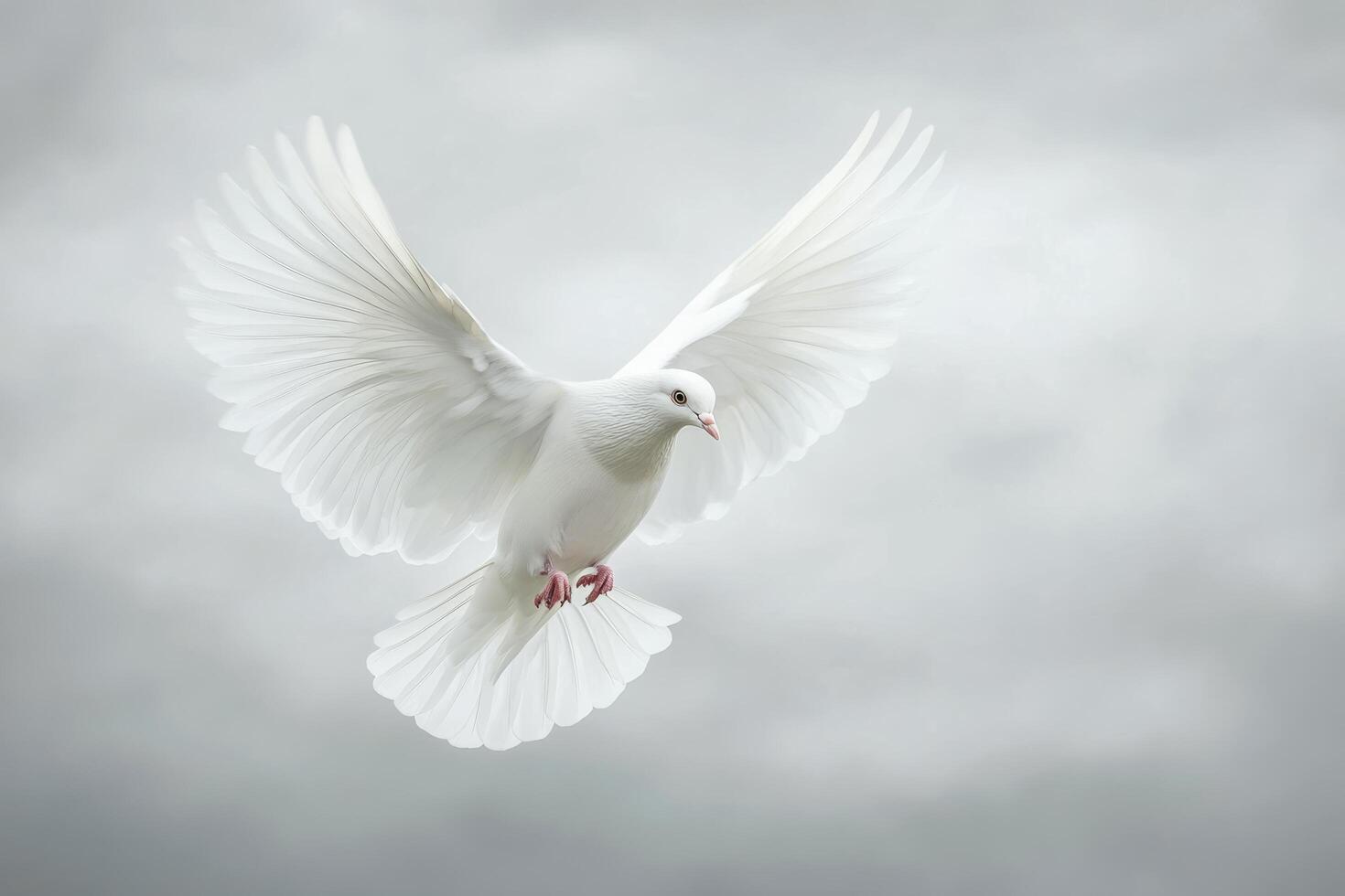 White dove flying in the sky with its wings spread photo